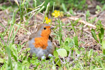 Robin Red Breast on the Ground