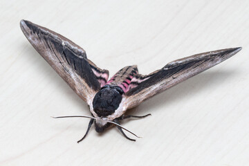 Private Hawk Moth Front View