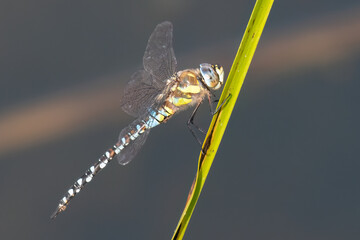 Migrant Hawker Dragonfly
