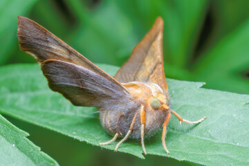 Dusky Thorn Moth
