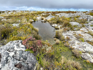 Micro-ecological zone around a small pond on top of Table Mountain in Cape Town, South Africa in spring with plants in flower