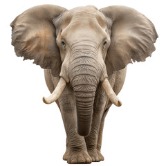 Naklejka premium African elephant frontal view with extended tusks and large ears, showing detailed skin texture and majestic presence in natural light