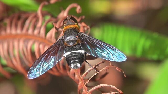 flower fly (Syrphidae) from the island of Borneo, tropical rain forest. January