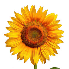 Fototapeta premium Sunflower with full petals, isolated on white and transparent background