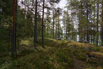 A Serene Forest Pathway Surrounded by Lush Greenery and Underneath a Vast Blue Sky