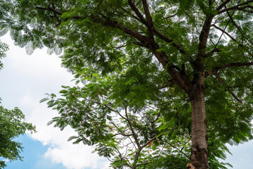 Fototapeta premium A vibrant tree with lush green leaves against a bright blue sky.