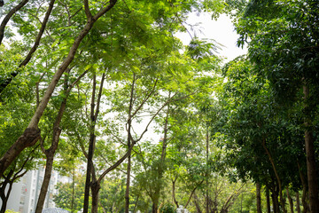 Lush green trees under bright sunlight, creating a vibrant, serene atmosphere.
