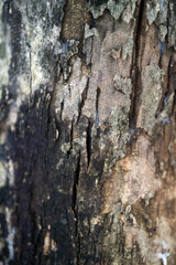 Close-up of textured tree bark with natural patterns and earthy tones.