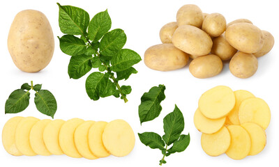 Fresh raw potatoes with green leaves isolated on white, collage