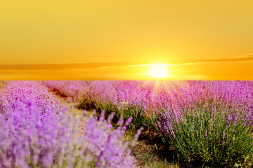 Obraz premium Lavender field under beautiful sky. Sun rising over blooming flowers