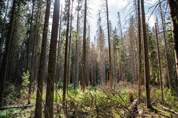Dead bare trees in coniferous forest, tree trunks destruction by wood beetle infestation. Ecological damage from bark beetles, rapid forest decline, environmental pest outbreak, natural disaster