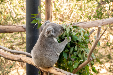 Koala Bear eating leaves in a zoo.
