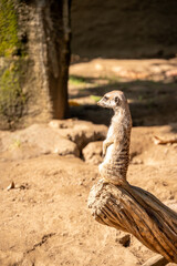 Meerkat on alert while other meerkats eat and forage for food.