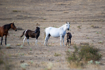 Obraz premium A group of free-roaming horses stands peacefully on a dry plain under an open sky, capturing a moment of wild beauty and quiet connection.