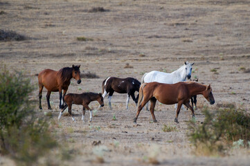 A group of free-roaming horses stands peacefully on a dry plain under an open sky, capturing a moment of wild beauty and quiet connection.