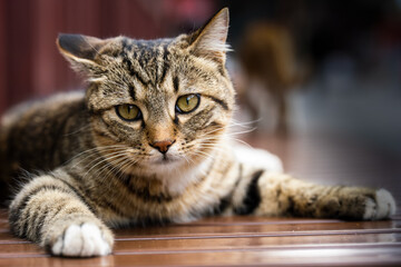 A Standard Portrait of a Chinese Tabby, Chinese Li Hua, Dragon Li