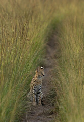 Serval, wild Cat sitting in the mid of bokeh of green grasses of Masai Mara, Kenya