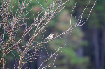 A small red-backed shrike bird rests delicately on a thorny branch adorned with red berries, set against a soft, dry landscape.