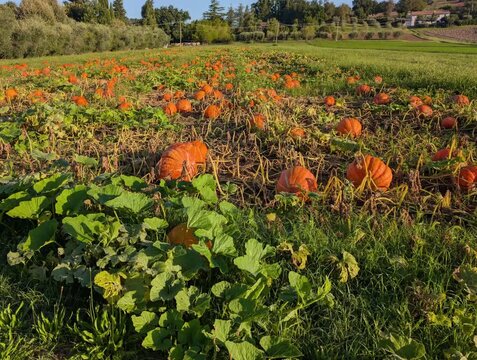Campo di zucche a Settembre