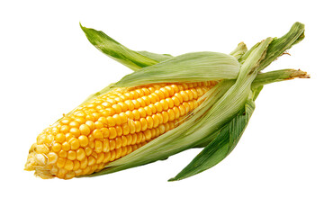 Close up of a ripe, juicy ear of corn.
