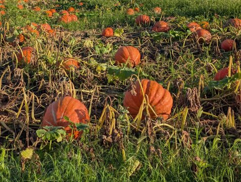 Campo di zucche a Settembre