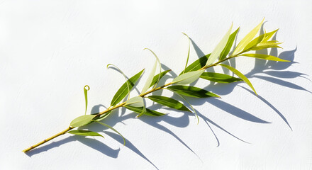 Fresh willow branch in bright sunlight conveying springtime renewal and natural beauty for wellness designs and elegant botanical themes on a white background