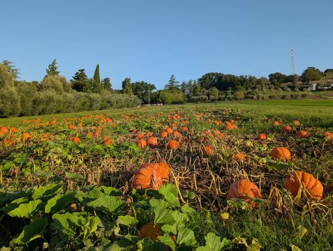 Campo di zucche a Settembre