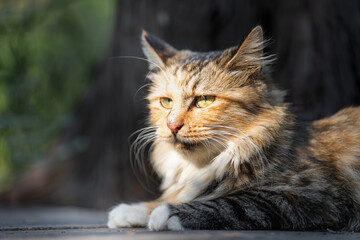 Majestic Long-Haired Feline in Pose, Chinese Li Hua Cat, Dragon Li