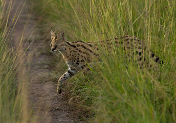 Serval emerging out from tall grasses of Savannah at Masai Mara, Kenya