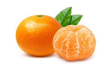 みかんのイラスト リアル ミカン