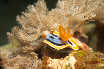 A supermacro photo of Anna's Chromodoris, or Chromodoris annae at a tropical coral reef in the Philippines. 