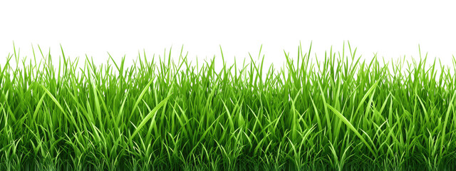Lush green grass blades