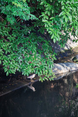 Night-Heron by a Dark Pond Under Lush Green Foliage