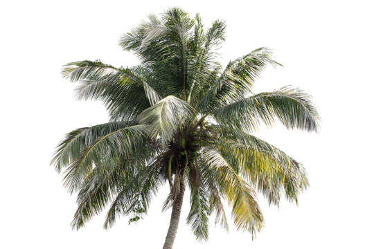 palm tree isolated on white