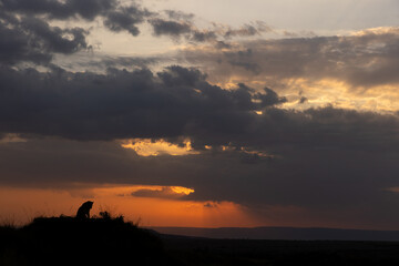 Silhouette of lion with dense cloud during dramatic sunset at Masai Mara, Kenya