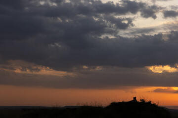 Silhouette of lion with splendid hue and dense cloud during sunset at Masai Mara, Kenya