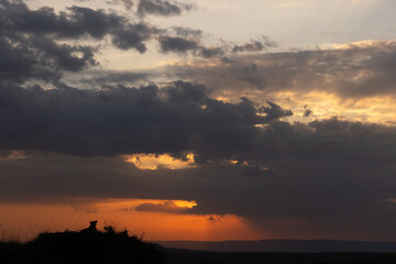 Silhouette of lion with splendid hue during sunset at Masai Mara, Kenya