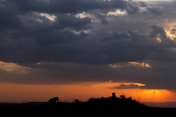 Silhouette of lions during sunset at Masai Mara, Kenya