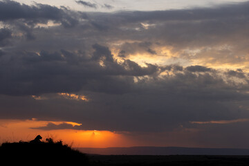 A lion on mound with splendid hue during sunset at Masai Mara, Kenya