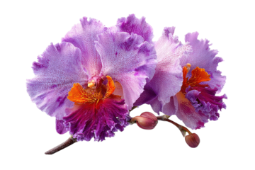 Closeup of vibrant purple orchid blossoms with orange and red accents on black on transparent background