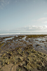 beautiful view of mossy coral beach under cloudy blue sky