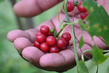 Ripe fruits of Tinospora cordifolia. Its common names Giloy, Guduchi and 
 heart leaved moonseed. It has been used in Ayurveda in an attempt to treat various disorders. Red berries in vine.

