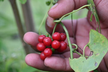 Ripe fruits of Tinospora cordifolia. Its common names Giloy, Guduchi and 
 heart leaved moonseed. It has been used in Ayurveda in an attempt to treat various disorders. Red berries in vine.

