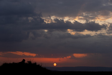 Silhouette of lion with dramatic sunset at Masai Mara, Kenya