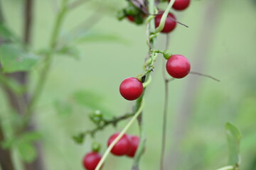 Ripe fruits of Tinospora cordifolia. Its common names Giloy, Guduchi and 
 heart leaved moonseed. It has been used in Ayurveda in an attempt to treat various disorders. Red berries in vine.
