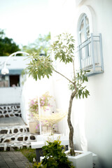 plants behind white walls in an aesthetically calm corner (1)