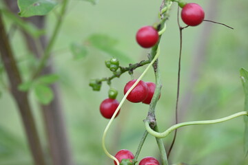 Ripe fruits of Tinospora cordifolia. Its common names Giloy, Guduchi and 
 heart leaved moonseed. It has been used in Ayurveda in an attempt to treat various disorders. Red berries in vine.
