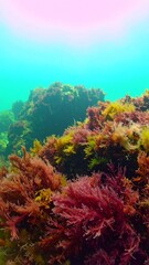 Underwater kelp forest vibrant colours