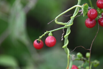 Ripe fruits of&nbsp;Tinospora cordifolia. Its common names Giloy, Guduchi and 
&nbsp;heart leaved moonseed. It has been used in&nbsp;Ayurveda&nbsp;in an attempt to treat various disorders. Red berries in vine.
