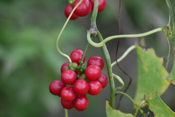 Ripe fruits of Tinospora cordifolia. Its common names Giloy, Guduchi and 
 heart leaved moonseed. It has been used in Ayurveda in an attempt to treat various disorders. Red berries in vine.
